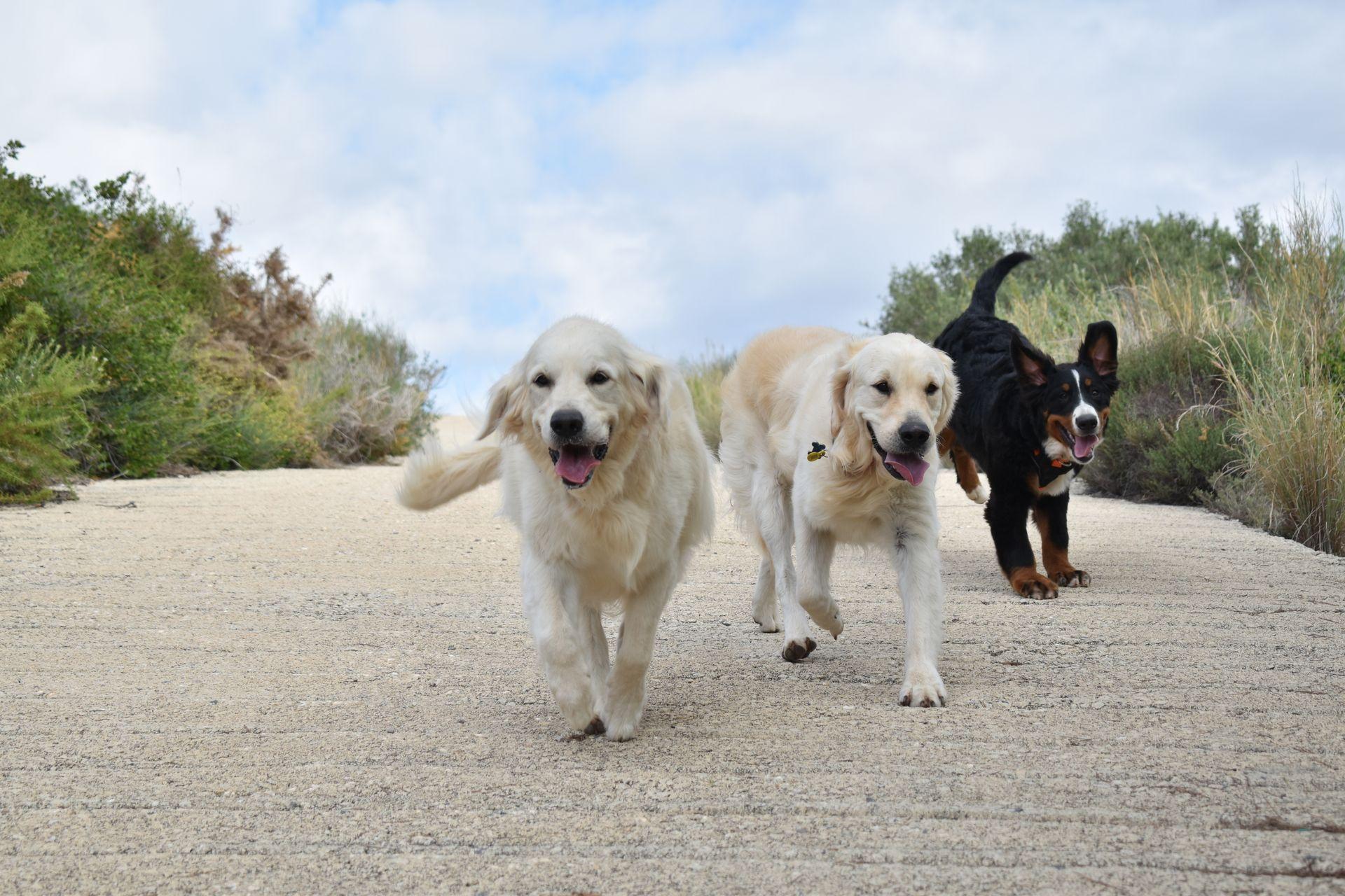 Teràpia Assistida amb Animals Tarragona. Teràpia Assistida amb Animals Barcelona. Teràpia amb Animals per a Gent Gran. Teràpia amb Animals per a Autisme.  Millora de Benestar amb Animals. Sessions de Teràpia amb Animals Tarragona. Sessions de Teràpia amb Animals Barcelona. Professionals de Teràpia amb Animals Barcelona. Professionals de Teràpia amb Animals Tarragona.