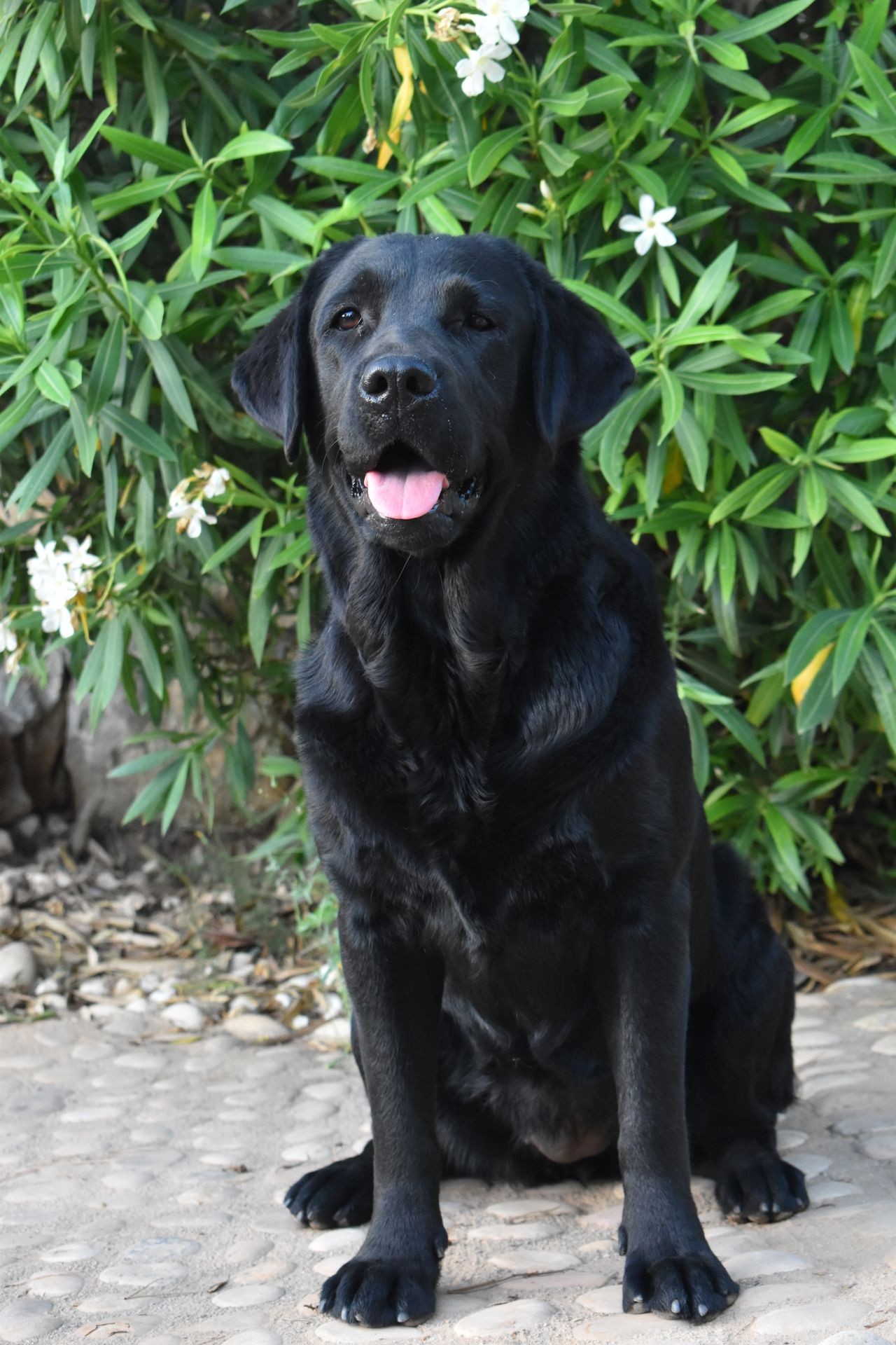 Lluna. Gos Teràpia assistida. Labrador Retriever. Gos Negre. Gos Somrient. Capacicans