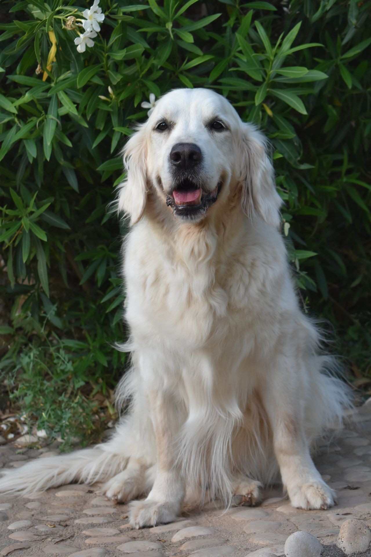 Sugus. Gos Teràpia assistida. Golden Retriever. Gos blanc. Gos Somrient. Capacicans