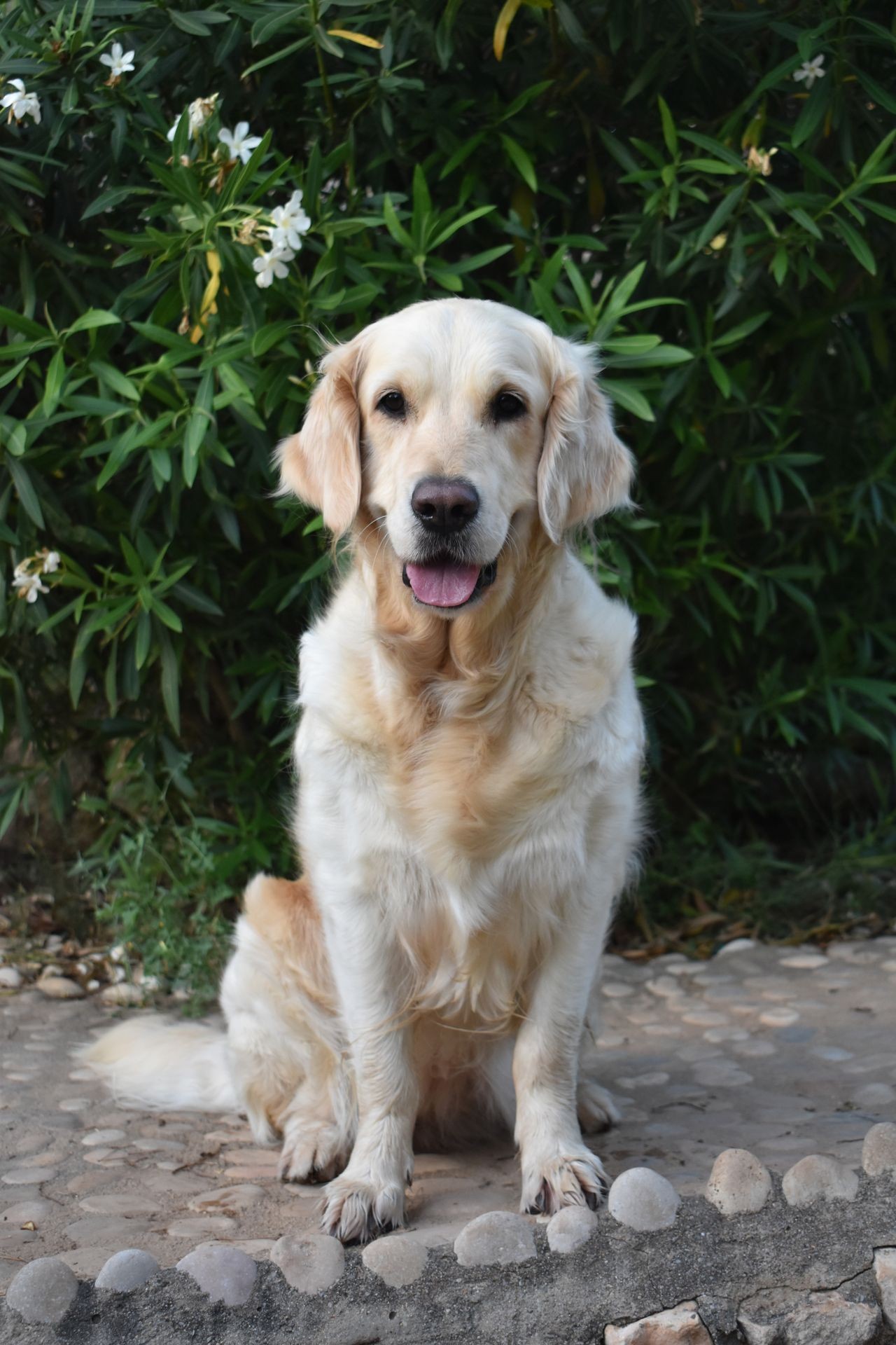 Pepa. Gos Teràpia assistida. Golden Retriever. Gos Blanc. Gos Somrient. Capacicans