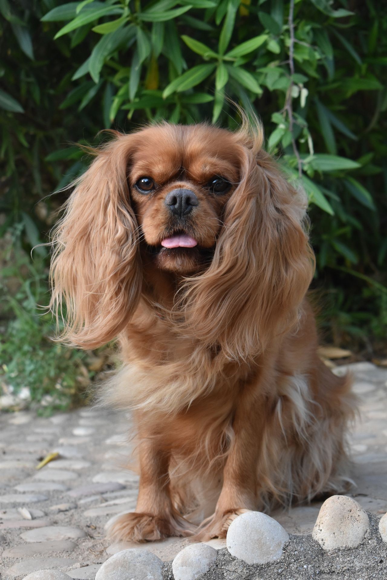 Poma. Gos Teràpia assistida. Cavallier King Spaniel. Gos Marró. Gos Somrient. Capacicans